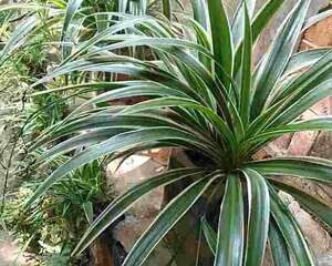 这花不用扦插，土里一扒拉，1盆变成30盆！