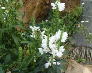 神香草花语