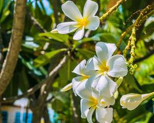 鸡蛋花的养殖方法和注意事项
