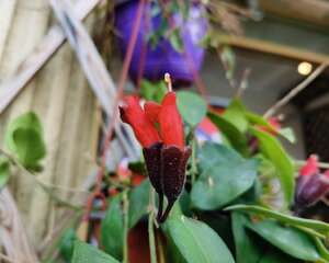 冬季口红花掉叶子怎么办