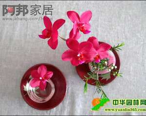 一枝兰花的浪漫情怀