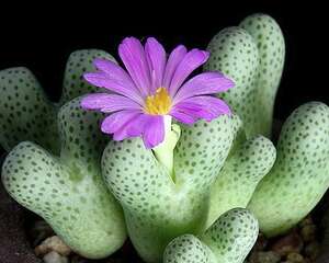 小型斑马Conophytum marginatum ssp. Haramoepense，还有什么比她还可爱~！