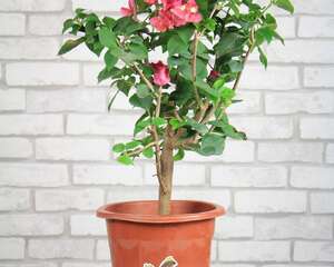 怎么让三角梅全年开花