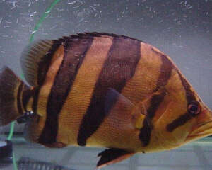 虎鱼饲养方法