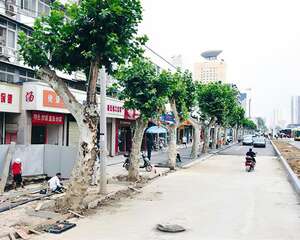 马路越修越宽 树荫越来越少