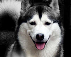 哈士奇的选购方法