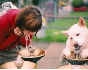 水对狗狗的功能及影响