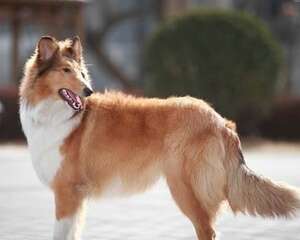 苏格兰牧羊犬生活习性什么样
