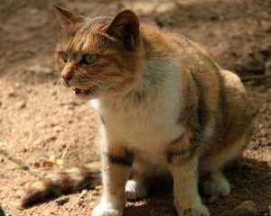 猫咪在地震的时候会有什么反应