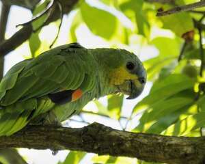 橙翅亚马逊鹦鹉的外形特点