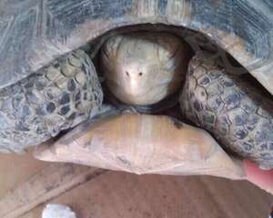 南方倒春寒,养冬眠陆龟的主人要多个心眼