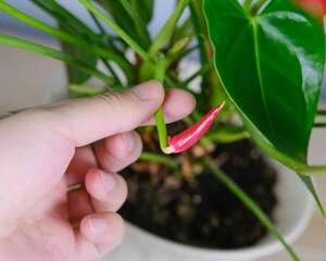 红掌花叶子烂了怎么办