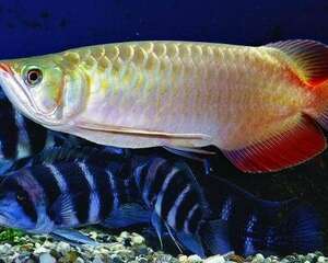 龙鱼翻肚该怎么办呢