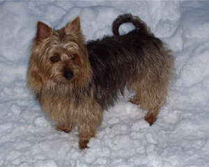 澳大利亚梗的性格特点