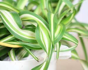 “卷叶吊兰”听说没？浇点水晒晒太阳，叶子就能枝繁叶茂