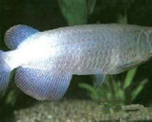 澳洲星点龙的外形特点