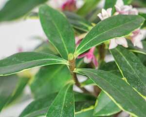 金边瑞香不开花怎么办