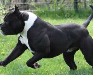 小斗牛犬多少钱一只？由这些因素决定！