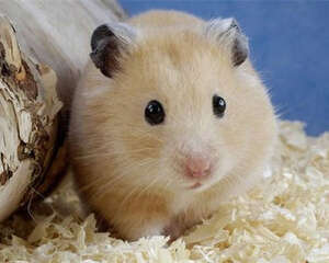 六种常见的仓鼠用品分析