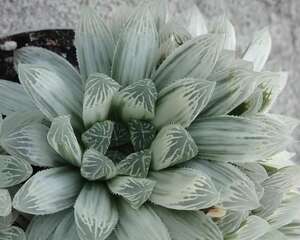 白斑玉露Haworthia cooperi ‘Variegata’