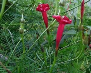 羽叶茑萝怎么养