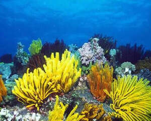 如何饲养好珊瑚