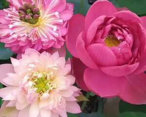 这花种在大缸里，越热越晒越开花，比脸盆还大！