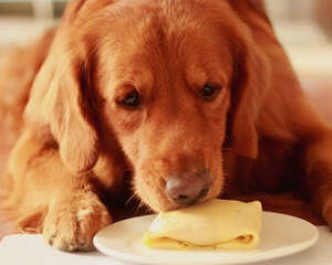 狗狗爱吃甜食有哪些影响