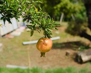 石榴花的养殖方法和注意事项