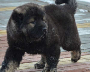 世界上最大的狗高加索犬的体型是怎么样的？