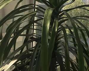 龙血树