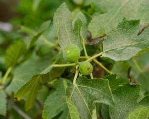 无花果什么季节扦插最好（附扦插方法）