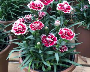 康乃馨的扦插步骤图解