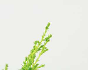 香松植物怎么繁殖，怎样扦插