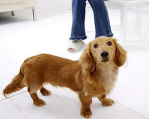 如何帮腊肠犬美容