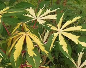 花叶木薯的栽培管理(图)
