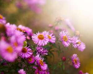 多头菊什么时候开花（花期介绍）