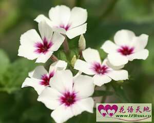 福禄考的花语：欢迎、大方