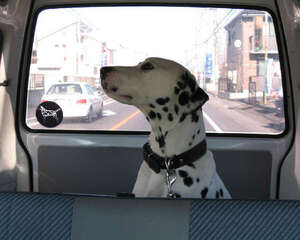 带狗狗春游的注意事项