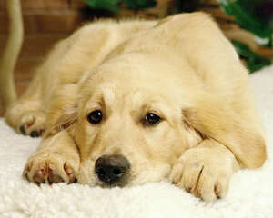 主人错误喂食方法可导致狗狗厌食