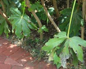 八角金盘怎么播种