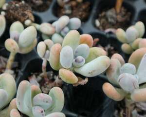 桃美人怎么浇水