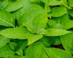 绣球蔫了可以怎么救活