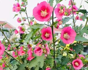 这花特耐剪，剪得越狠、开花越多，一次能开1000朵！