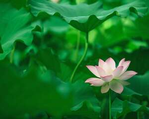 莲花的吃法，吃莲花对身体好吗
