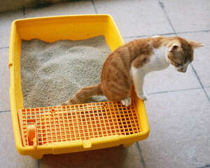 猫砂怎么使用才能让猫咪觉得舒适?