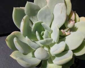 格林 x Graptoveria ‘A Grim One’