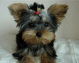 从五官可以看出狗狗健康问题