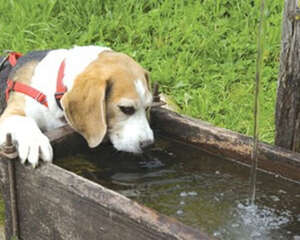 狗狗不喝水的解决办法