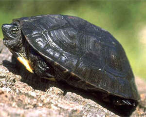 如何预防黑颈乌龟冬眠